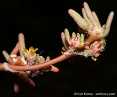 Image of silkcotton purslane