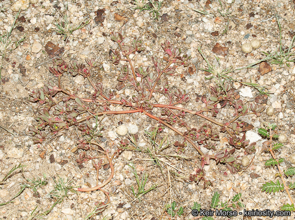 Image of <i>Portulaca oleracea</i> ssp. <i>impolita</i>