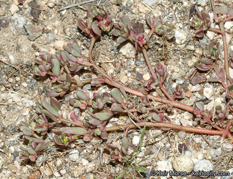 Image of <i>Portulaca oleracea</i> ssp. <i>impolita</i>