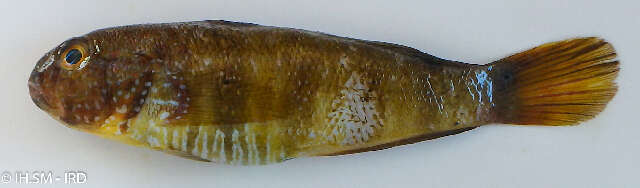 صورة Amblygobius