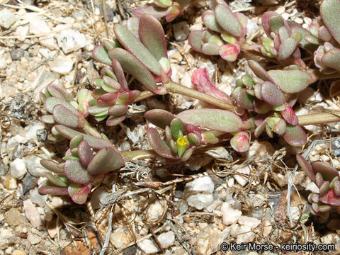 Image of <i>Portulaca oleracea</i> ssp. <i>impolita</i>