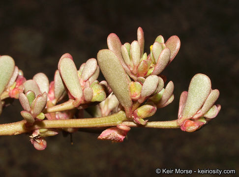 Image of <i>Portulaca oleracea</i> ssp. <i>impolita</i>