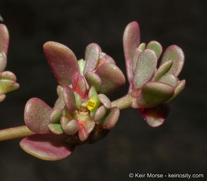 Image of <i>Portulaca oleracea</i> ssp. <i>impolita</i>