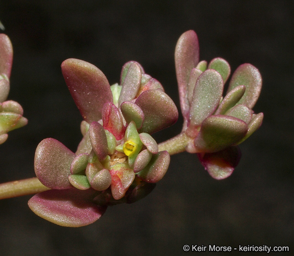 صورة <i>Portulaca oleracea</i> ssp. <i>impolita</i>