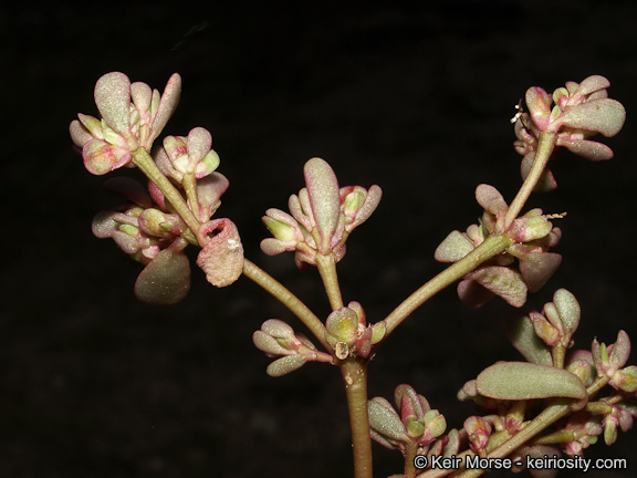 Image of <i>Portulaca oleracea</i> ssp. <i>impolita</i>