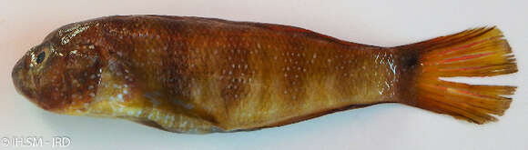 صورة Amblygobius