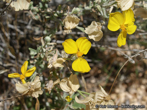 Image of Cooper's paper daisy