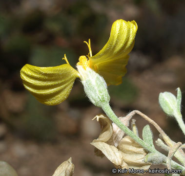 Image of Cooper's paper daisy