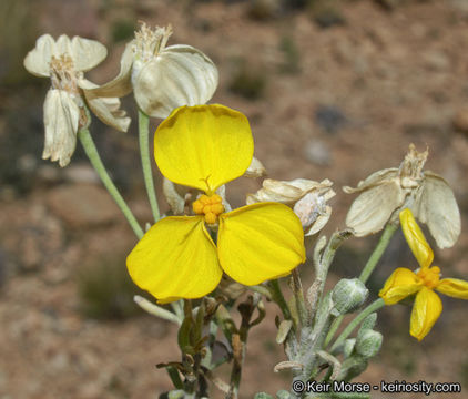 Image of Cooper's paper daisy