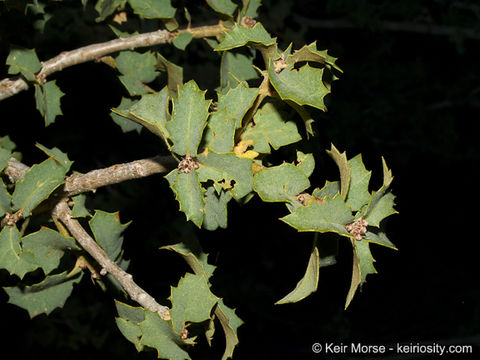 Image of Desert Scrub Oak