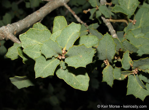 Image of Desert Scrub Oak