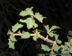 Слика од Quercus turbinella Greene