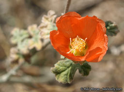 Image of Rusby's globemallow