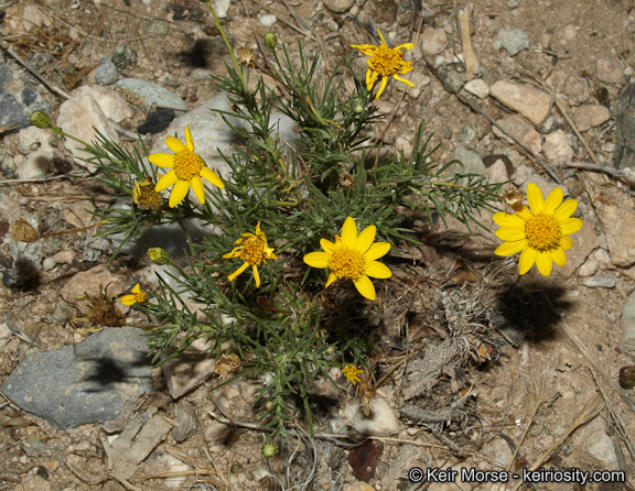 Image of fiveneedle pricklyleaf