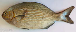 Image of sea chubs