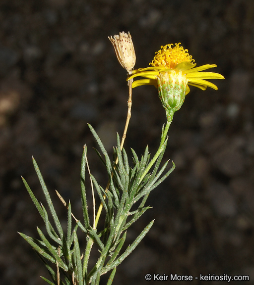 Image of fiveneedle pricklyleaf