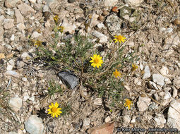 Image of fiveneedle pricklyleaf