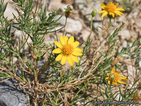 Image of fiveneedle pricklyleaf