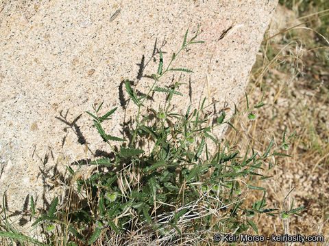 Image of branched noseburn