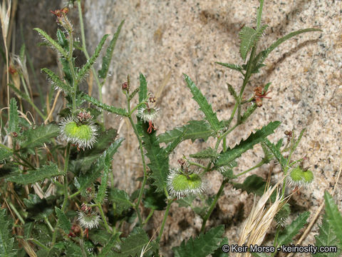 Image of branched noseburn