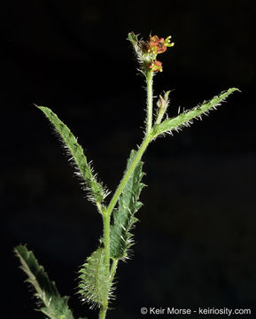 Image of branched noseburn