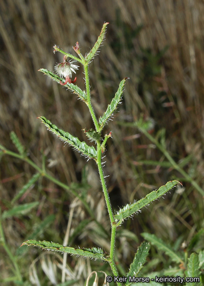 Image of branched noseburn