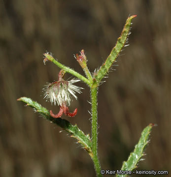 Image of branched noseburn