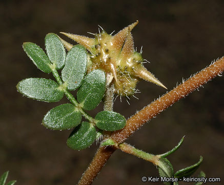 Image of puncturevine