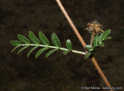 Image of puncturevine