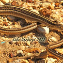 Image of Snake lizards