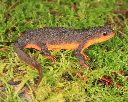 Image of Rough-skinned Newt