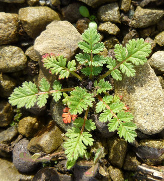 Image of musky stork's bill