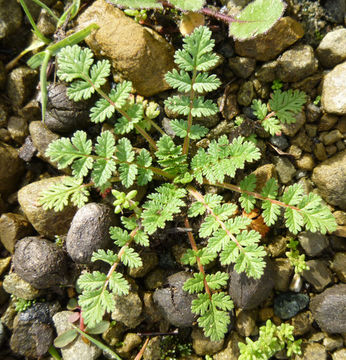 Image of musky stork's bill