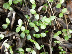 Image of French broom