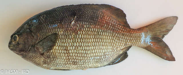 Image of sea chubs