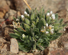 صورة Draba californica (Jeps.) Rollins & R. A. Price