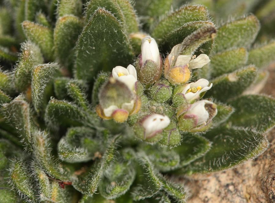 صورة Draba californica (Jeps.) Rollins & R. A. Price