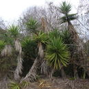 Image of moundlily yucca