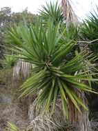 Image of moundlily yucca