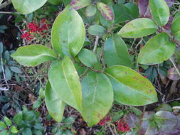 Image of glossy privet