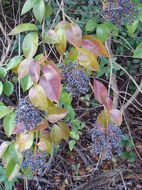 Image of glossy privet