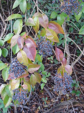 Ligustrum lucidum W. T. Aiton resmi