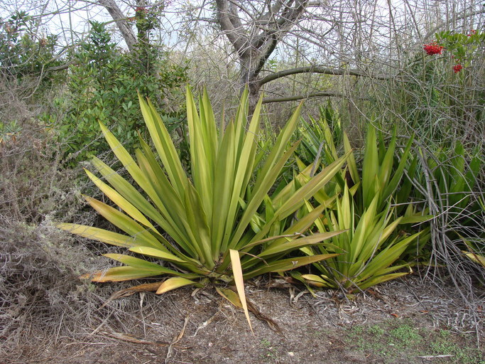 Doryanthes palmeri W. Bull resmi