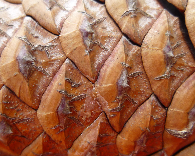 Image of Cedros Island Pine