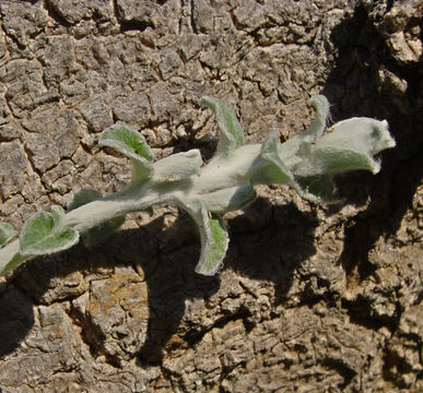 Слика од Plecostachys serpyllifolia (Berg.) O. M. Hilliard & B. L. Burtt