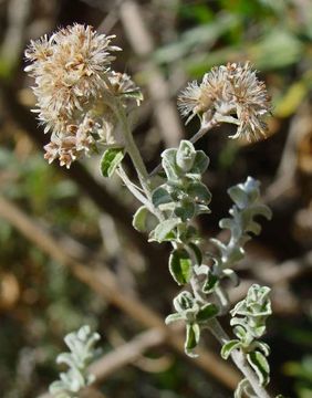 Слика од Plecostachys serpyllifolia (Berg.) O. M. Hilliard & B. L. Burtt