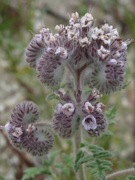 Phacelia hubbyi (J. F. Macbr.) Garrison的圖片