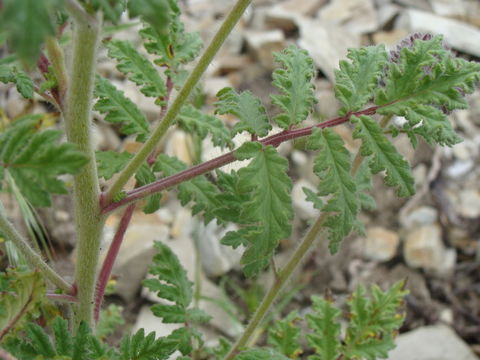 Phacelia hubbyi (J. F. Macbr.) Garrison的圖片