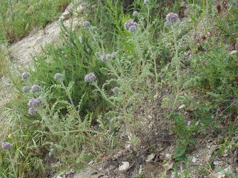 Phacelia hubbyi (J. F. Macbr.) Garrison的圖片