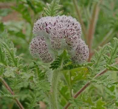 Phacelia hubbyi (J. F. Macbr.) Garrison的圖片